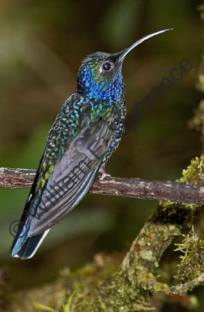 Violet Sabrewing 4U5B1275