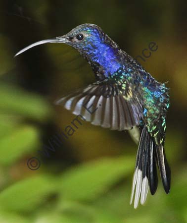 Violet Sabrewing 4U5B1657