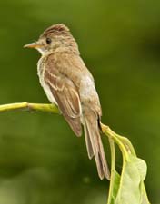 Alder flycatcher 4U5B2382
