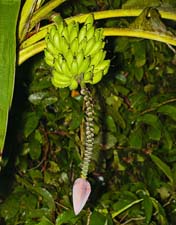 Bananas 4U5B0141