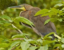 Bare-throated Tiger Heron 4U5B2979