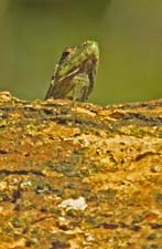 Black Spiny Iguana (Juv) 4U5B2692