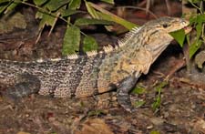 Black Spiny Iguana 4U5B2786