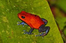 Blue Jean Poison Dart Frog 4U5B0096