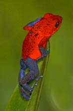 Blue Jean Poison Dart Frog 4U5B0116