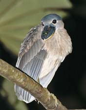 Boat Billed Heron-4U5B0862