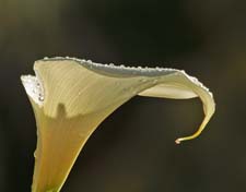 Cala Lily 4U5B3551