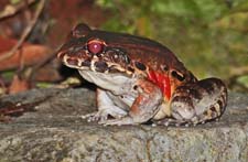 Central American Bullfrog 4U5B0791