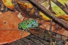 Cicada 4U5B0871