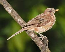 Clay-colored Robin 4U5B0661