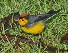 Collared redstart 4U5B3518