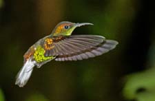Coppery-headed Emerald 4U5B1781