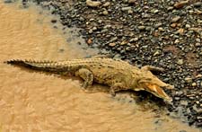 Crocodile  4U5B2423