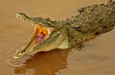 Crocodile 4U5B2408