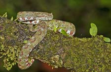Eyelash Viper 4U5B0743