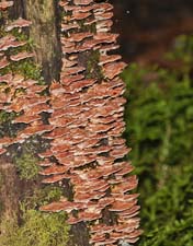 Fungus 4U5B0718