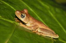 Gladiator Tree Frog 4U5B2801