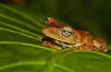 Gladiator Tree Frog 4U5B2809