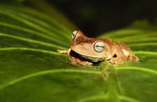 Gladiator Tree Frog 4U5B2810
