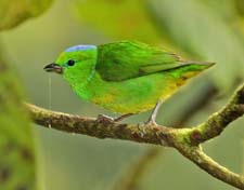 Golden-browed Chlorophonia 4U5B0047