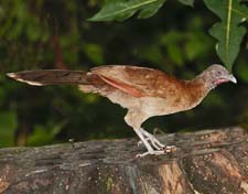 Gray-headed Chachalaca 4U5B0566