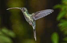 Green Hermit - female 4U5B1440