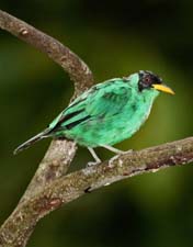 Green Honeycreeper 4U5B0684