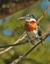 Green Kingfisher 4U5B2593