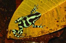 Green and Black Poison Dart Frog 4U5B0163