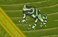 Green and Black Poison Dart Frog 4U5B0186