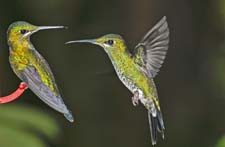 Green-crowned Brilliant 4U5B1465