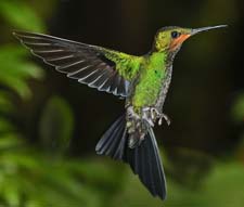 Green-crowned Brilliant 4U5B1772