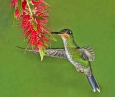 Green-crowned Brilliant 4U5B2115