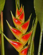 Heliconia 4U5B0160