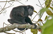 Howler Monkey 4U5B0338