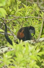 Howler Monkey 4U5B0897