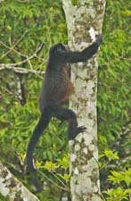 Howler Monkey 4U5B0916