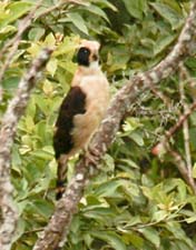 Laughing Falcon 4U5B2355