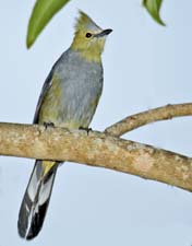 Long-tailed Silky-flycatcher 4U5B3490