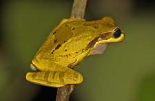 Masked Smilisca 4U5B0784