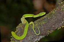 Palm Viper 4U5B0763