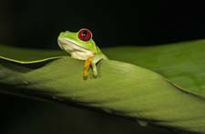 Red-eyed Tree Frog 4U5B2856
