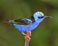 Red-legged Honeycreeper 4U5B0647