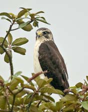 Short-tailed Hawk 4U5B2350