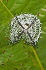 Spider 4U5B0257