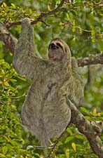Three-toed Sloth 4U5B2762