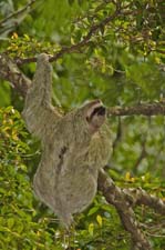 Three-toed Sloth 4U5B2763