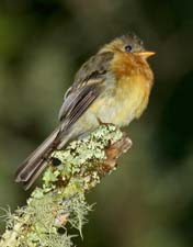 Tufted flycatcher 4U5B3503