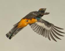 Violaceous Trogon 4U5B2453