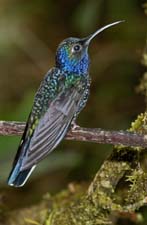 Violet Sabrewing 4U5B1275